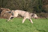 IRISH WOLFHOUND 340